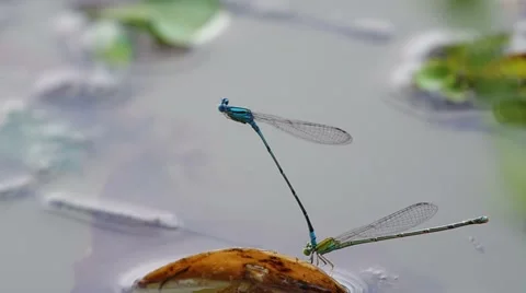 Damselfly is laying egg Stock Footage 52299700