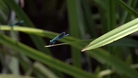 Damselfly on a leaf, flies away (100fps conformed to 25fps) Stock Footage