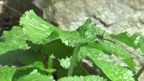 Damselfly on leaf Stock Footage 75998740
