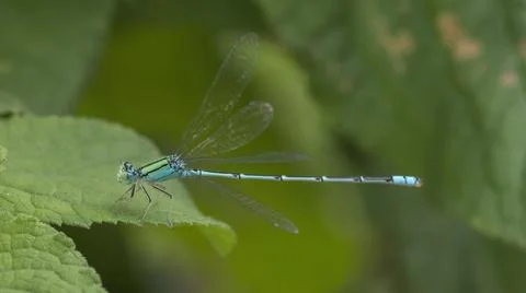 Damselfly on the leaf with nature background macro closeup Stock Photos