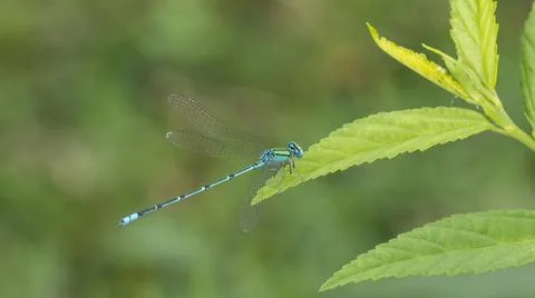 Damselfly on the leaf with nature background macro closeup Stockfoto's
