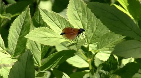 Damselfly on leaf in Shropshire Garden Video stock 11160180