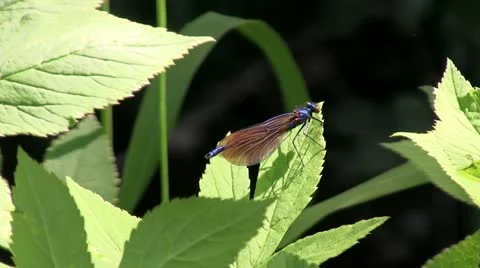 Damselfly on leaf in Shropshire Garden 库存影片 11160652
