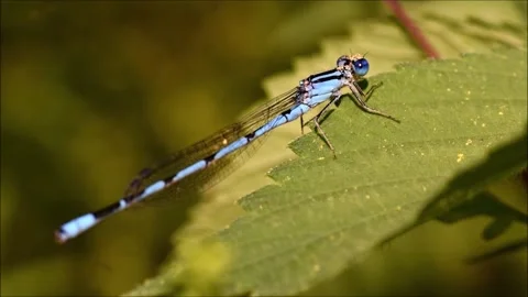 A Damselfly Leaves and Returns Stock Footage 212373912