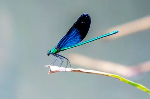 The damselfly of Lobo Stock Photos