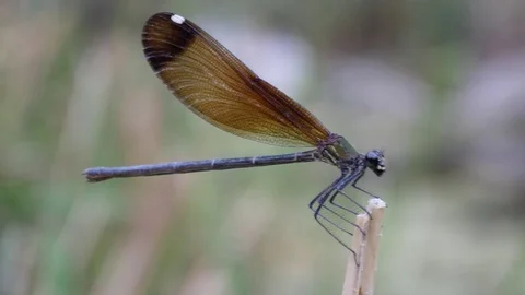 Damselfly lunch time Stock Footage 82619410