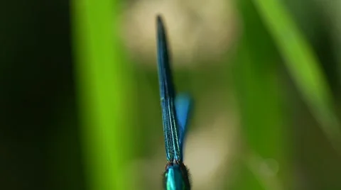 Damselfly macro Stock Footage 59876226