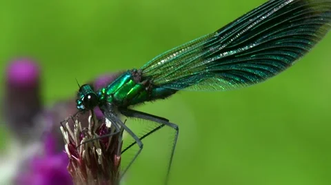 Damselfly macro Stock Footage 59876271