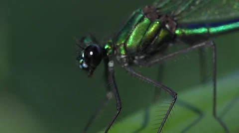 Damselfly macro Stock Footage 59876465