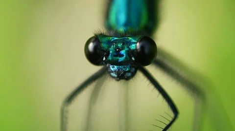 Damselfly macro Stock Footage 59876534
