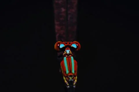 Damselfly macro view Stock Photos
