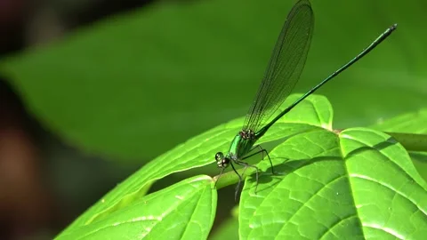 Damselfly, Malaysia Stock Footage 224402016