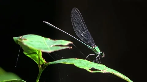 Damselfly, Malaysia Stock Footage 224402120
