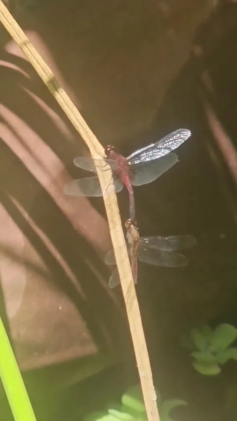 Damselfly Mating Pair Displaying Distinct Physical Differences Between Sexes Stock Footage 341467995
