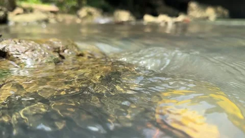Damselfly on Mossy Rock in Flowing Stream, Serene Close-Up Shot Stock Footage 325647250