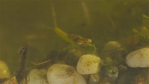 Damselfly Nymph Stock Footage 125569389