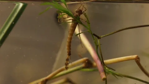 Damselfly nymph getting attacked by black tadpoles 스톡 동영상 109334142