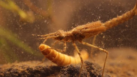 Damselfly nymph (Ischnura denticolis) eating a mealworm 스톡 동영상 109333653