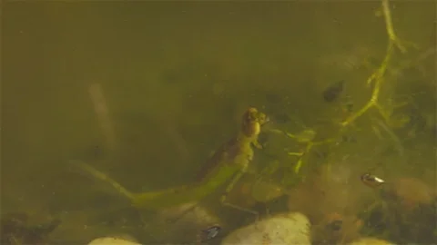 Damselfly Nymph  walks Stock Footage 125554809