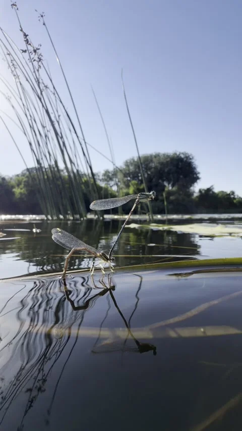 Damselfly Pair in Tandem on a Reed Stem Above Calm Water — Vertical Vídeo Stock 340639240