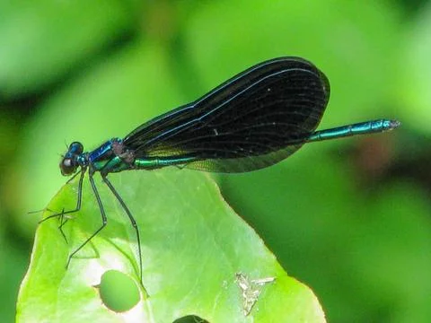 Damselfly-perched-10 Stock Photos