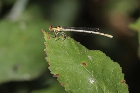 A damselfly perched on the edge of a green leaf near the Serpis River¡ Stockfoto's