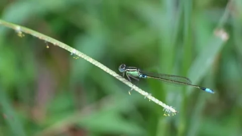 Damselfly perched on a grass stem Stock Footage 273907627