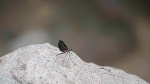 A damselfly perched on a rock Stock-Footage 250197079