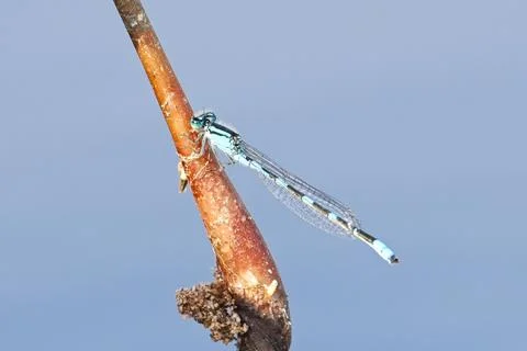 Damselfly perched on a stick. Stock Photos