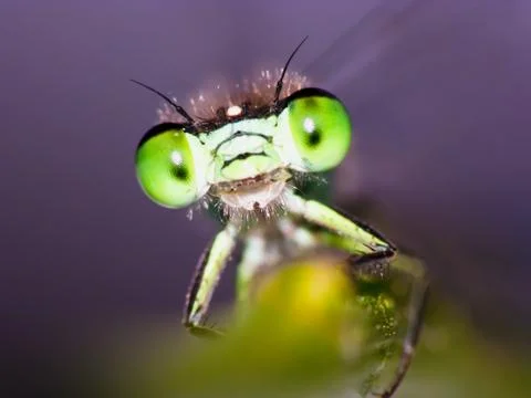 Damselfly Stock Photos