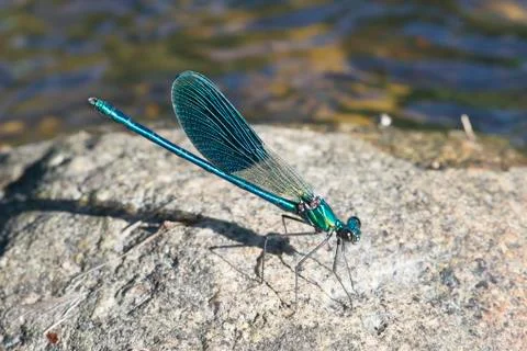 Damselfly Stock Photos