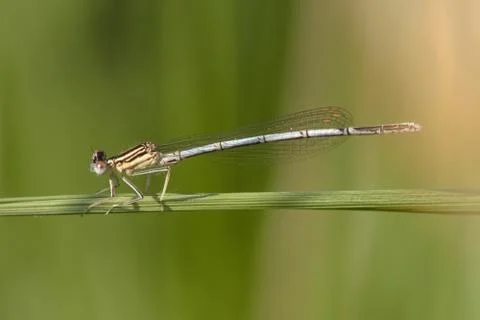 Damselfly Stock Photos