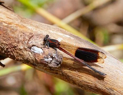 Damselfly Stock Photos