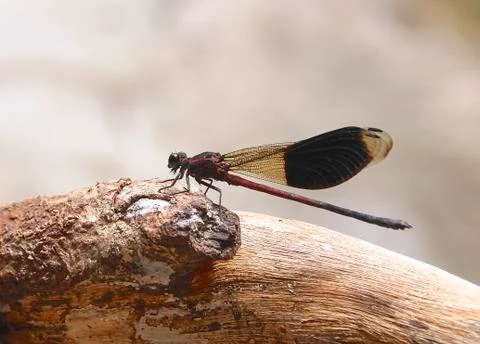 Damselfly Stock Photos