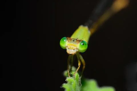 Damselfly Stock Photos