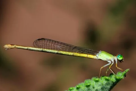 Damselfly Stock Photos