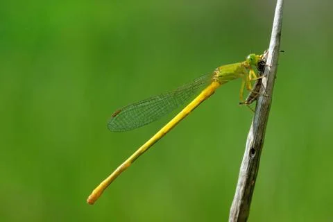 Damselfly Foto stock