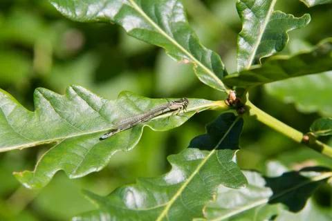 Damselfly Stock Photos