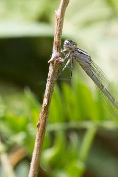Damselfly Stock Photos
