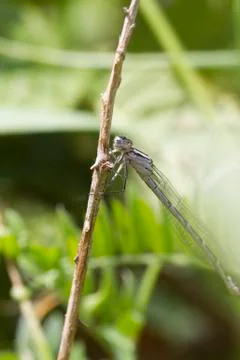 Damselfly Stock Photos
