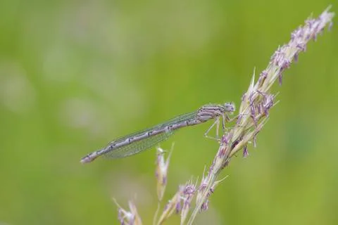 Damselfly Stock Photos