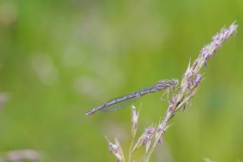 Damselfly Stock Photos