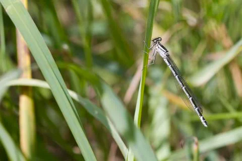 Damselfly Stock Photos