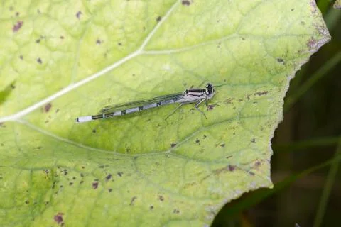 Damselfly Stock Photos