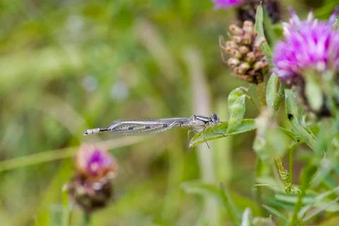 Damselfly Stock Photos