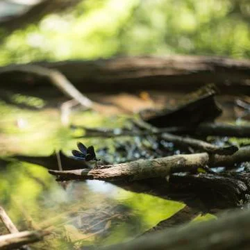 Damselfly Stock Photos