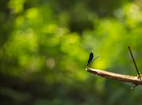 Damselfly Stock Photos