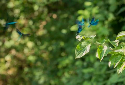 Damselfly Foto stock