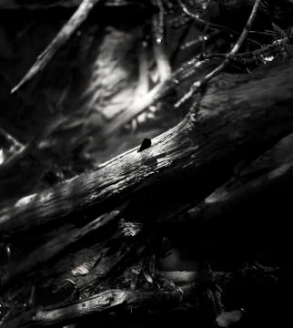 Damselfly Stock Photos