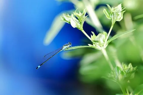 Damselfly Stock Photos